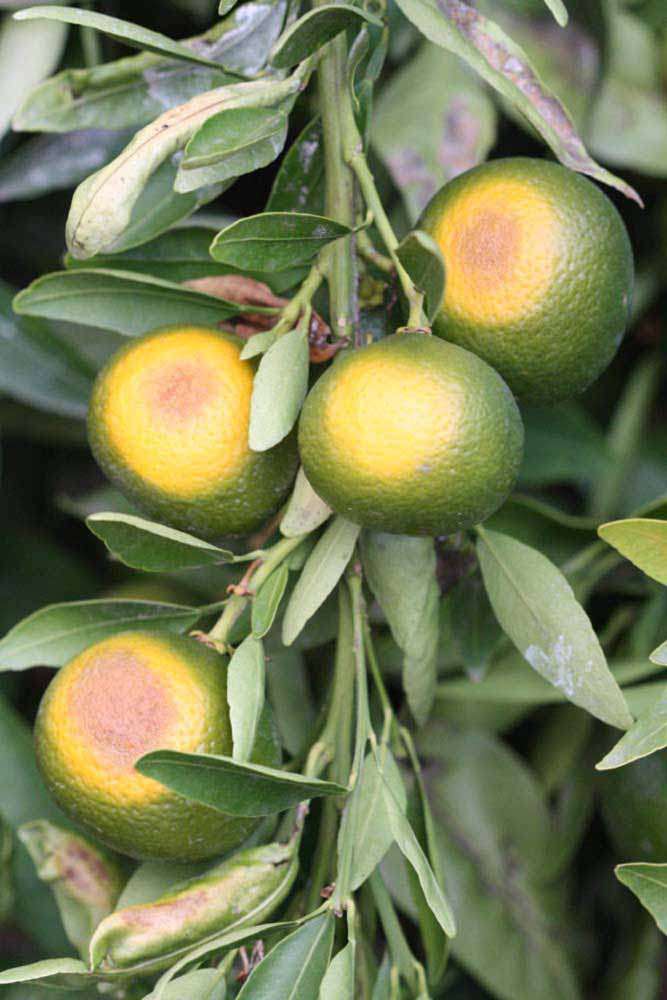            Immature fruit (Riverside, CA)   